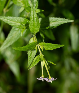 Epilobium ciliatum (northern willowherb, slender willow herb, fringed willowherb, willowherb, American willow-herb)