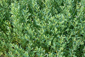 Heliotropium curassavicum (seaside heliotrope, scorpion weed, monkey tail, quail plant, Chinese parsley, salt heliotrope)