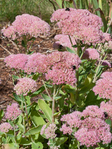 Hylotelephium spectabile (sedum, butterfly stonecrop, showy stonecrop)
