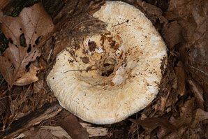 Lactifluus deceptivus (deceiving milkcap)