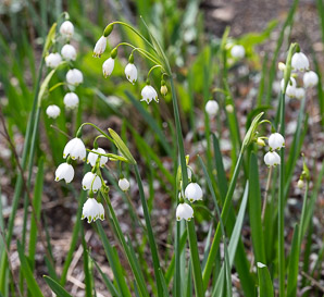 Leucojum aestivum (summer snowflake, giant snowflake, Loddon lily)