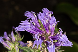 Lobelia siphilitica (great blue lobelia)