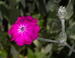 Lychnis coronaria (catchfly, rose campion)
