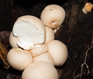 Lycoperdon perlatum (gem-studded puffball, common puffball)