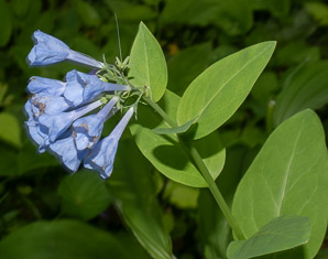 Mertensia virginica (Virginia bluebells)