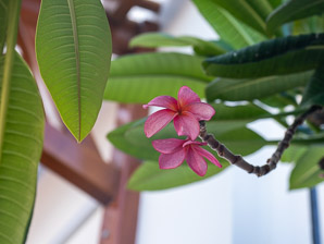 Plumeria rubra (templetree)