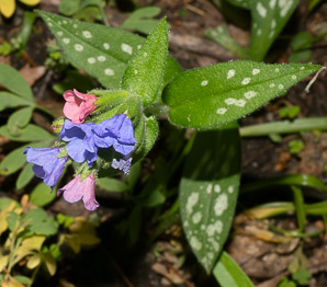 Pulmonaria officinalis (lungwort, common lungwort)