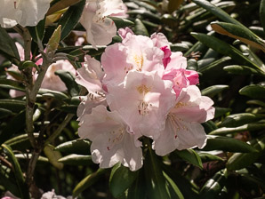 Rhododendron ‘Mist (hybrid rhododendron)
