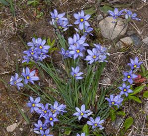 Sisyrinchium angustifolium (blue-eyed grass, narrow-leaved blue-eyed grass, narrowleaf blue-eyed grass)