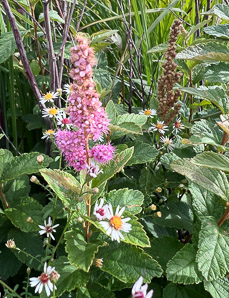 Spiraea tomentosa (steeplebush, hardhack)