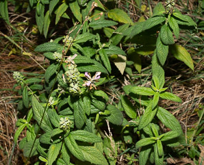 Teucrium canadense (American germander, Canada germander)