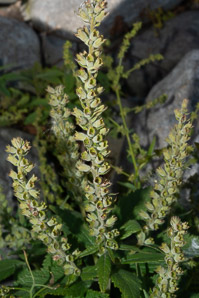 Teucrium canadense (American germander, Canada germander)
