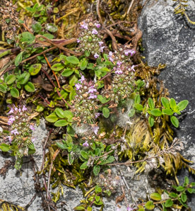 Thymus L. (thyme)