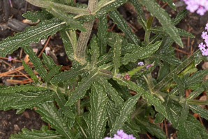 Verbena bonariensis (purpletop vervain, tall verbena, clustertop vervain, pretty verbena)