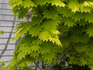 Acer shirasawanum (golden full moon maple, Aureum golden full moon maple)