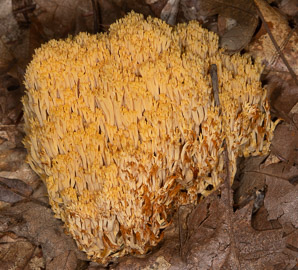 Artomyces pyxidatus (crown coral)