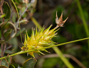 Carex bullata (button sedge)