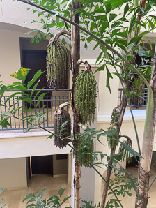 Caryota mitis (fishtail palm, Burmese fishtail palm)