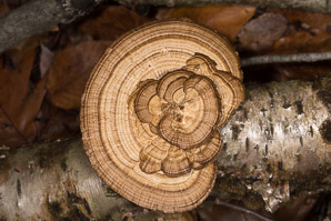 Daedaleopsis confragosa (thin walled maze polypore, blushing bracket, thin-walled maze polypore)