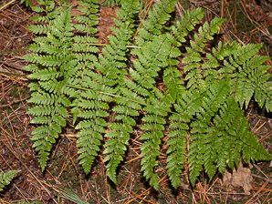 Dryopteris intermedia (evergreen wood fern, intermediate wood fern, intermediate shield fern, fancy wood fern, glandular wood fern, American shield fern, common wood fern, intermediate woodfern)