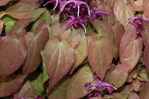 Epimedium grandiflorum (large flowered barrenwort, bishop’s hat)