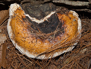 Fomitopsis pinicola (red-banded polypore, red-belted polypore)