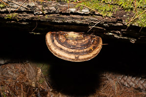 Ganoderma applanatum (artist’s polypore, artist’s conk)