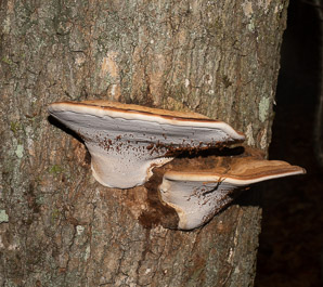 Ganoderma applanatum (artist’s polypore, artist’s conk)