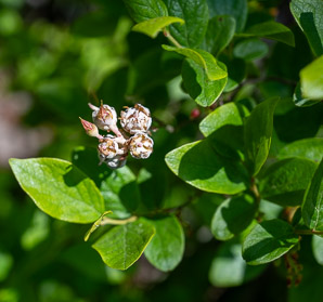Gaylussacia baccata (black huckleberry, common huckleberry)