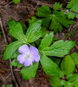 Geranium maculatum (wild geranium, spotted geranium, wood geranium)