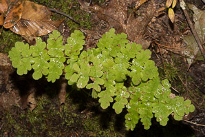 Histiopteris incisa (bat’s wing fern, water fern, fern mata, batwing fern)