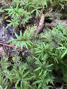 Hylocomium splendens (splendid feather moss, glittering woodmoss, stairstep moss, mountain fern moss)