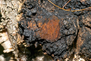 Inonotus obliquus (chaga)