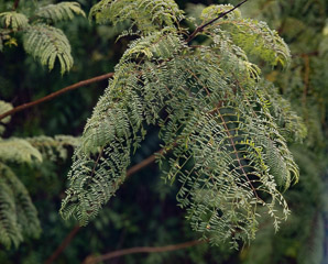 Jacaranda mimosifolia (jacaranda, black poui)