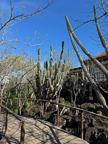 Jasminocereus thouarsii (candelabra cactus)