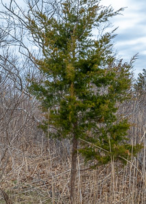 Juniperus virginiana (Eastern redcedar, red cedar, eastern juniper, red juniper, pencil cedar, eastern red cedar)