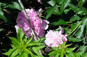 Paeonia lactiflora (peony, Chinese peony)