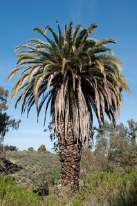 Phoenix canariensis (Canary island date palm)