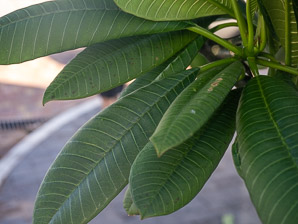 Plumeria rubra (templetree)