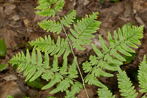 Pteridium aquilinum (bracken, bracken fern, western brackenfern, pasture brake)
