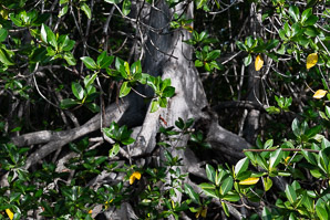 Rhizophora mangle (red mangrove)
