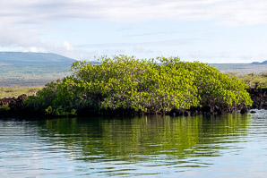 Rhizophora mangle (red mangrove)