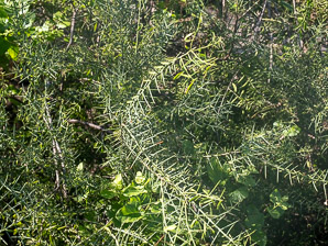 Scutia spicata (spiked thorn, barberry shrub)
