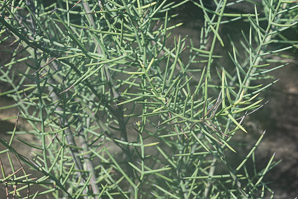 Scutia spicata (spiked thorn, barberry shrub)