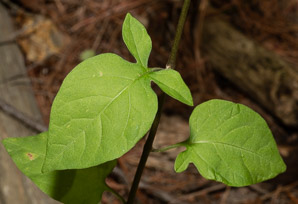 Solanum dulcamara (bittersweet, bittersweet nightshade, blue bindweed, climbing nightshade)