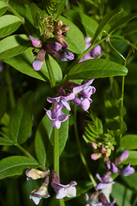 Vicia sepium (bush vetch)