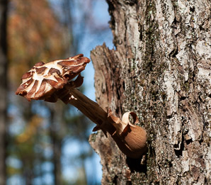 Armillaria ostoyae (dark honey fungus, honey fungus)