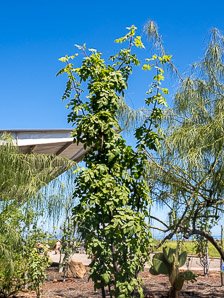 Bursera graveolens (incense tree, palo santo)