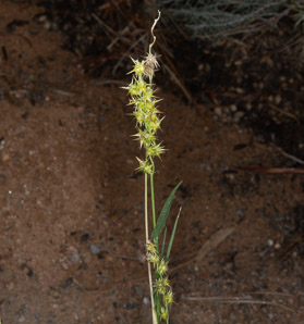 Cenchrus longispinus