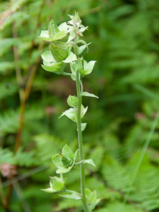 Digitalis purpurea (common foxglove, purple foxglove)